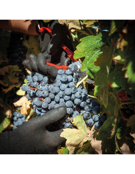 Grape Harvest and Garden Shears | 3 Claveles